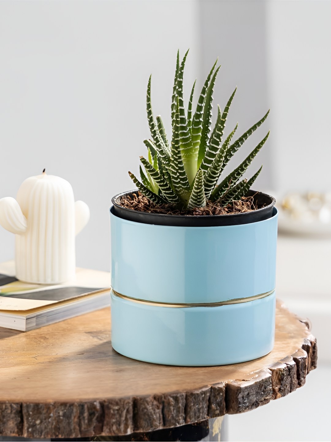 

Floral Boutique Green & Blue Indoor Haworthia Cactus Plant With Metal Pot
