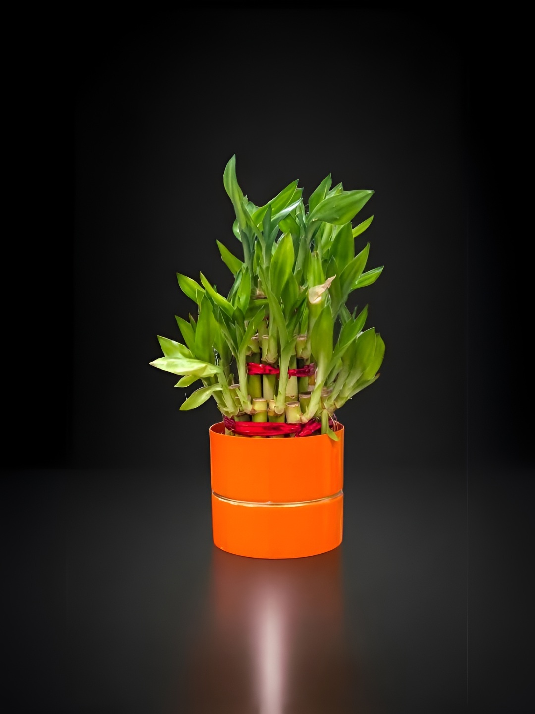 

Floral Boutique Green & Orange Indoor 3 Layer Lucky Bamboo Plant With Metal Pot