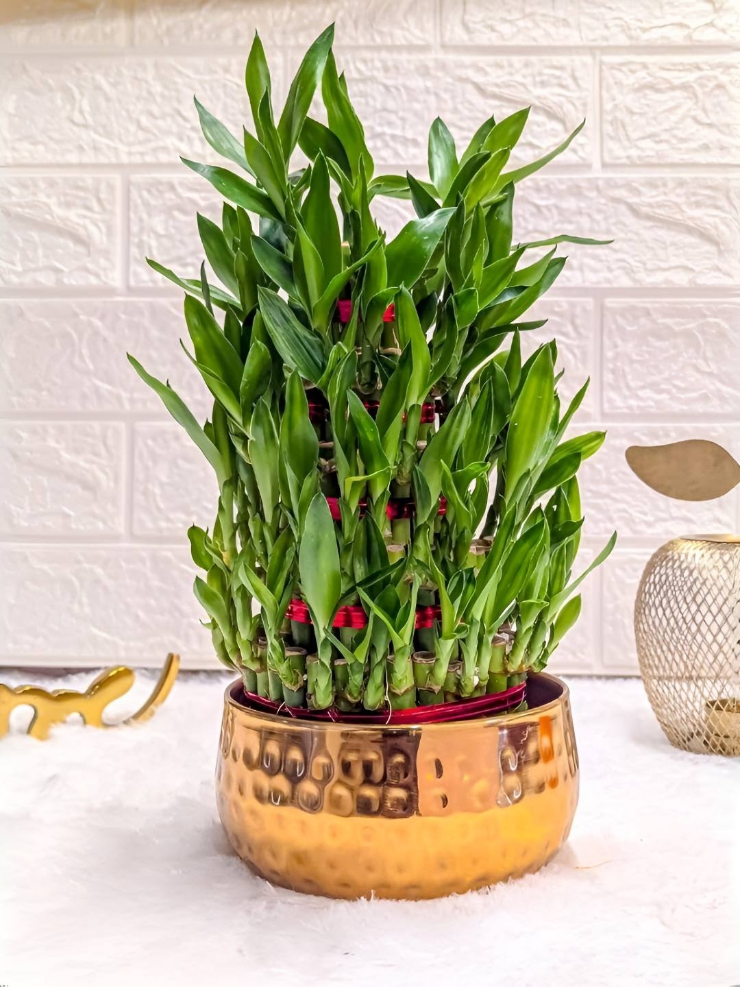 

Floral Boutique Green & Gold-Toned Indoor 5 Layer Lucky Bamboo Plant Metal Pot