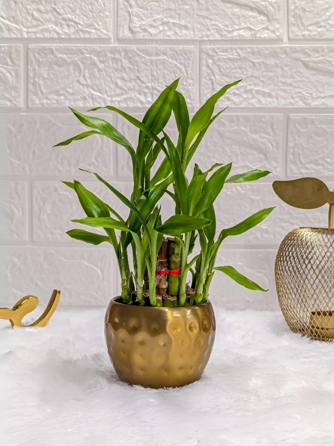 

Floral Boutique IndoorGreen & Gold-Toned 2 Layer Bamboo Live Plant With Metal Pot, Green