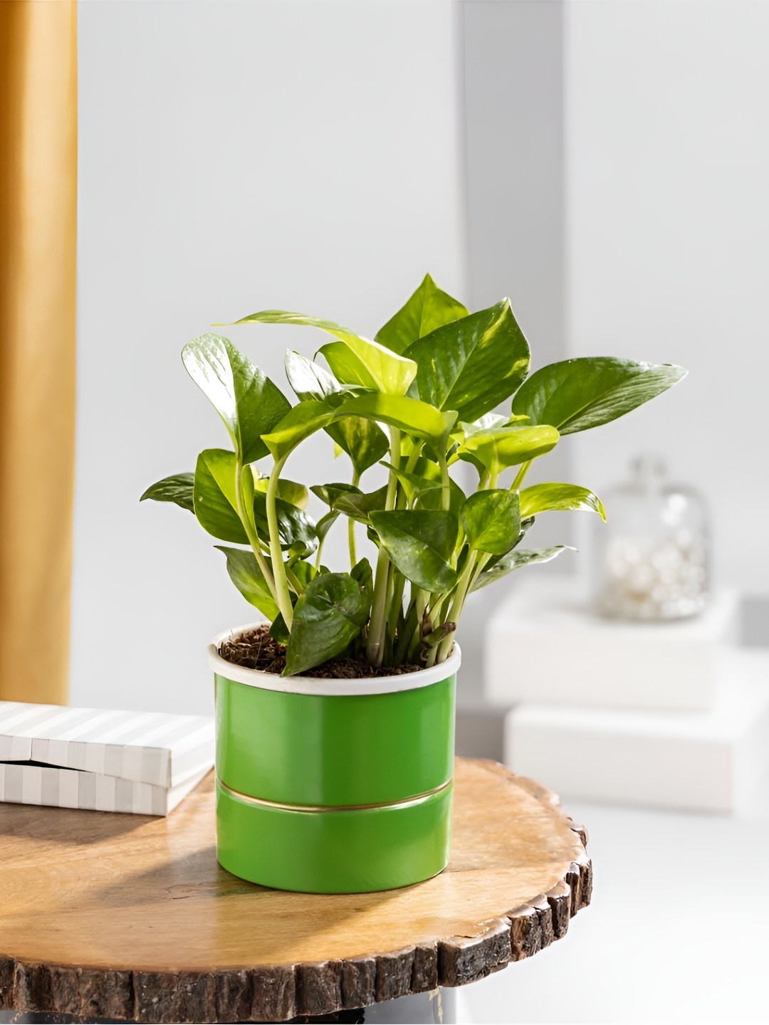 

Floral Boutique Green Indoor Money Plant With Metal Pot