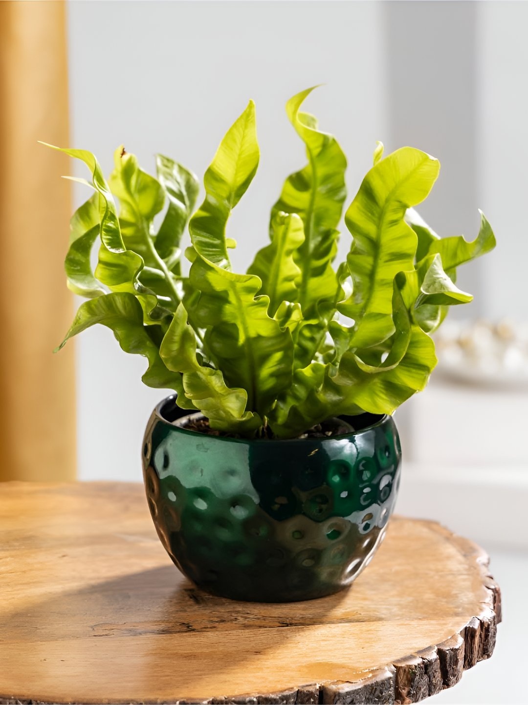 

Floral Boutique Green Indoor Asplenium Crispy Wave Fern Plant With Metal Pot