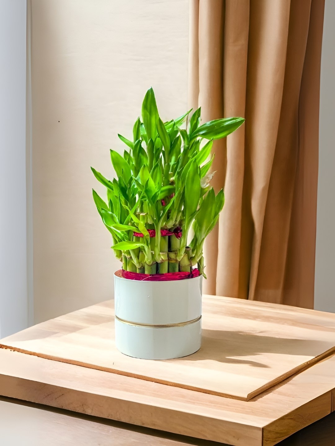 

Floral Boutique Green & White Indoor 3 Layer Bamboo Live Plant With Pot