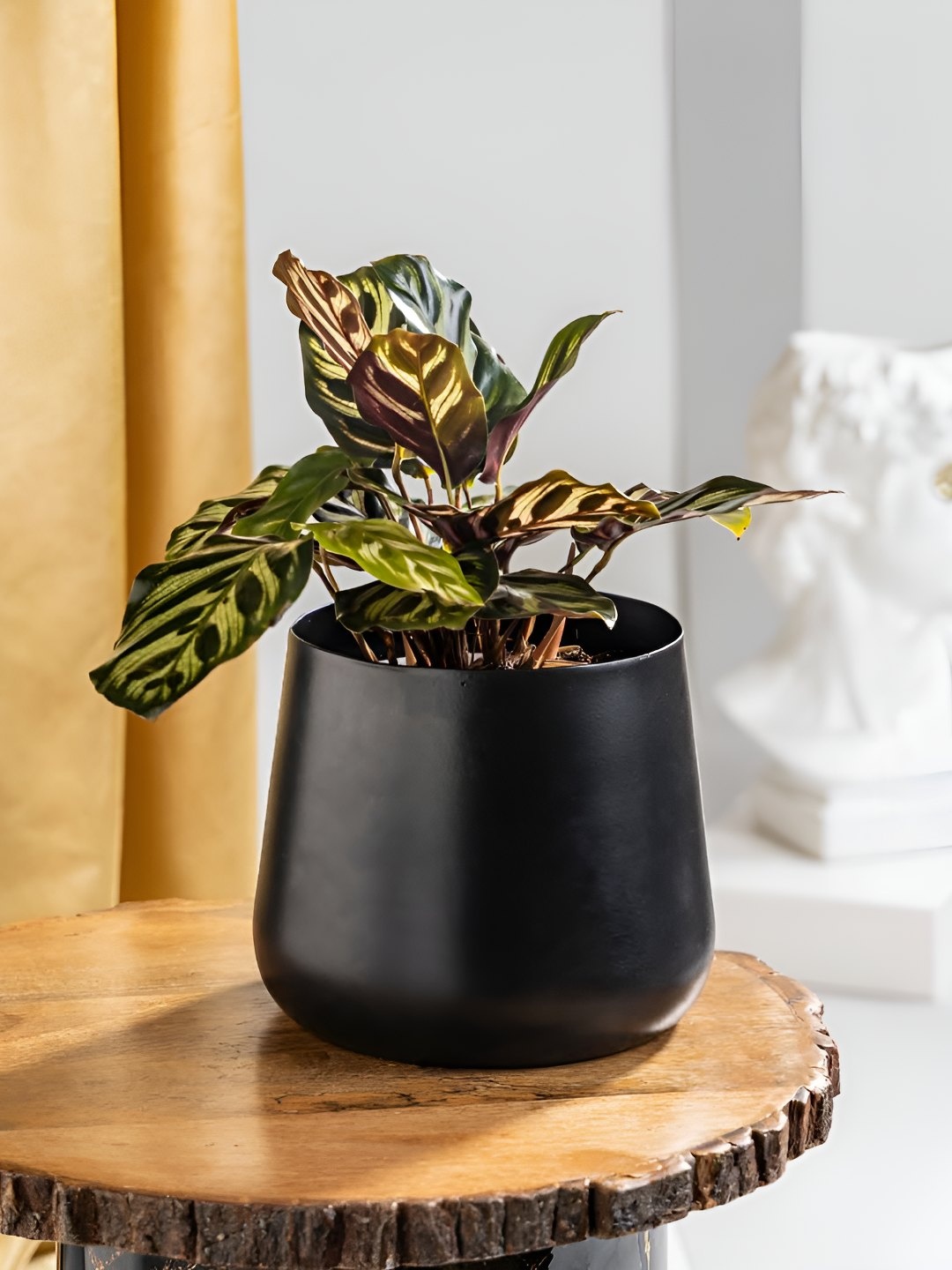 

Floral Boutique Green & Black Indoor Calathea Makoyana Plant With Metal Pot