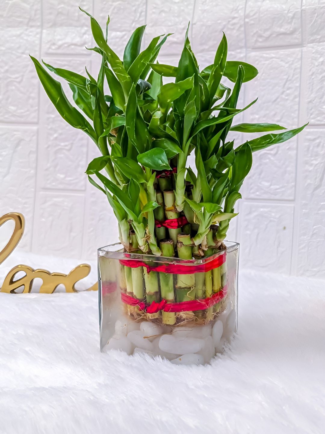 

Floral Boutique Green & Transparent Indoor 3 layer Bamboo Plant With Pot