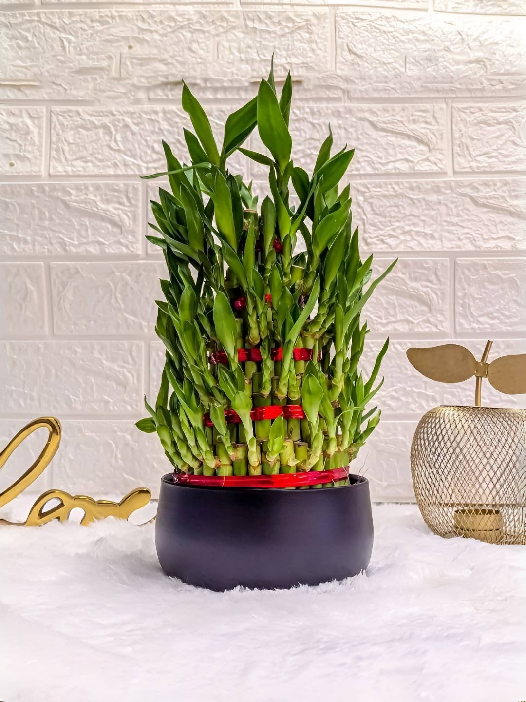 

Floral Boutique Green & Black Indoor 5 Layer Bamboo Live Plant With Metal Pot