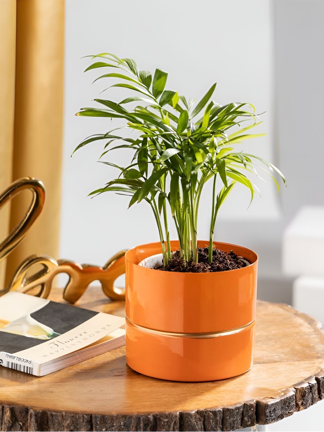 

Floral Boutique Green & Orange Indoor Bamboo Palm Live Plant With Metal Pot