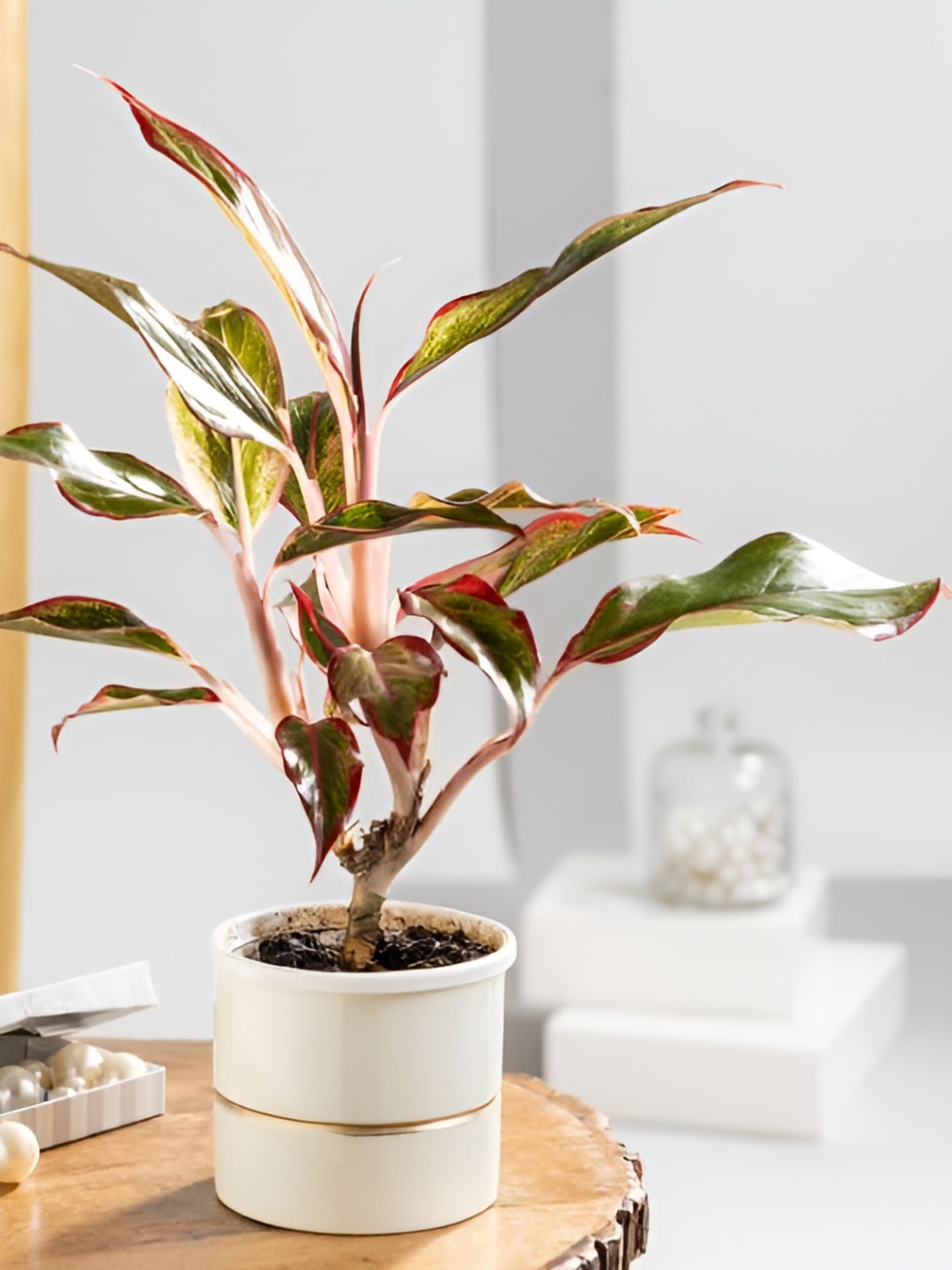 

Floral Boutique Green & White Indoor Aglaonema Lipstick Live Plant With Metal Pot