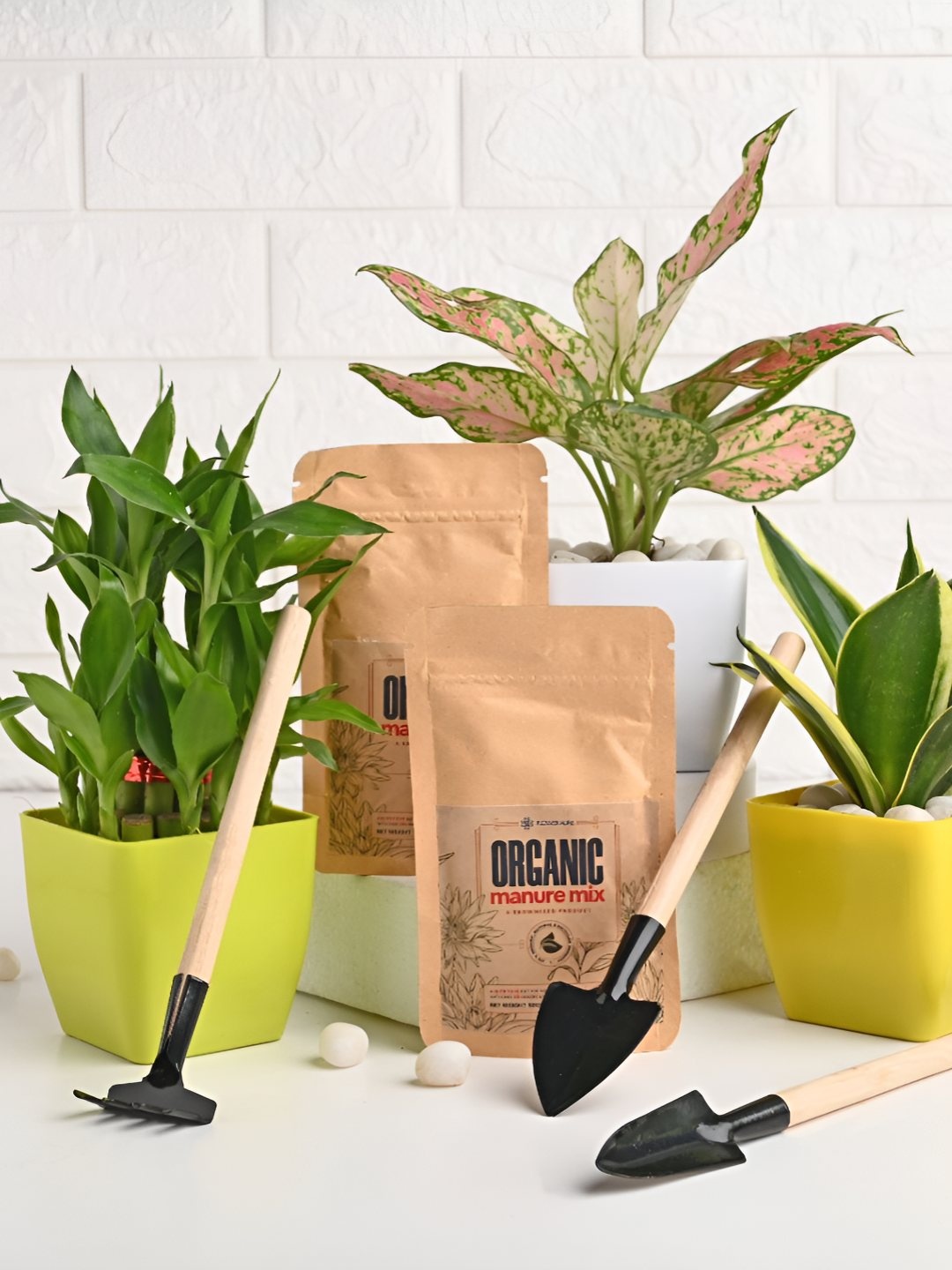 

Floweraura 3-Pcs Green & Pink Indoor Plants In Pot With Tool Kit & Manure Packets
