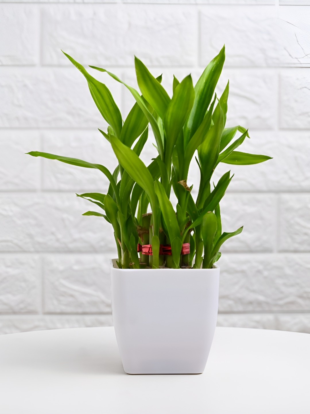 

Floweraura Green & White Indoor Plants In Pot