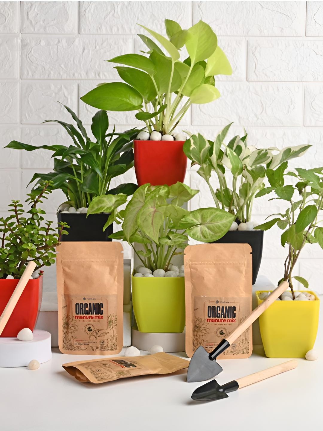 

Floweraura 6-Pcs Green & Red Indoor Plants In Pot With Tool Kit & Manure Packets