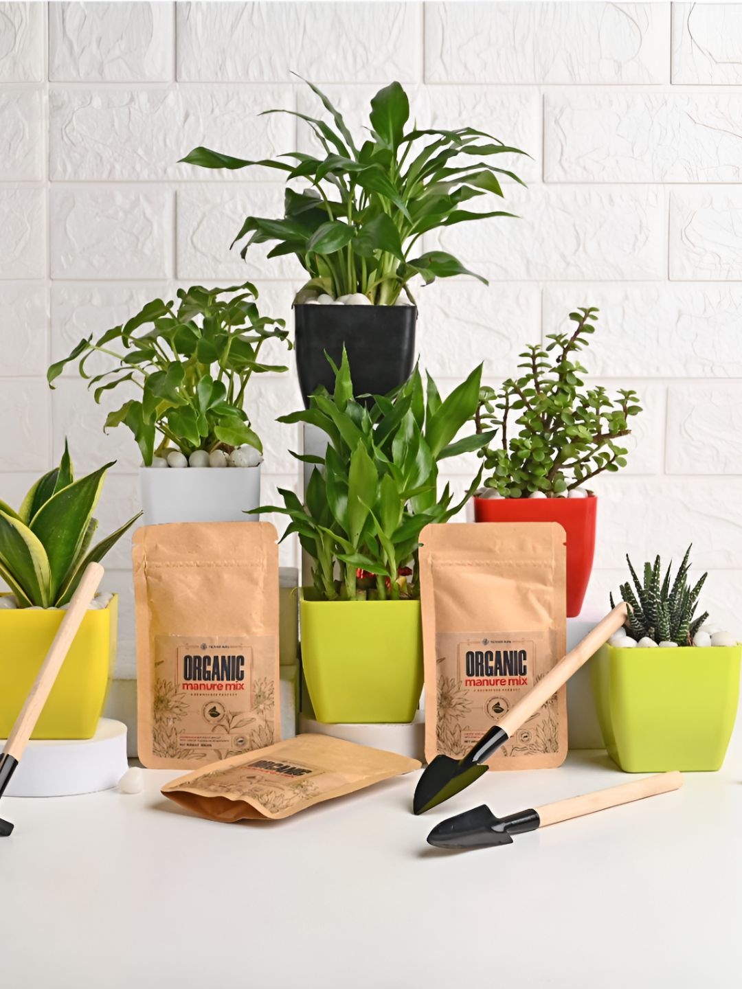 

Floweraura 6-Pcs Green & Red Indoor Plants In Pot With Tool Kit & Manure Packets