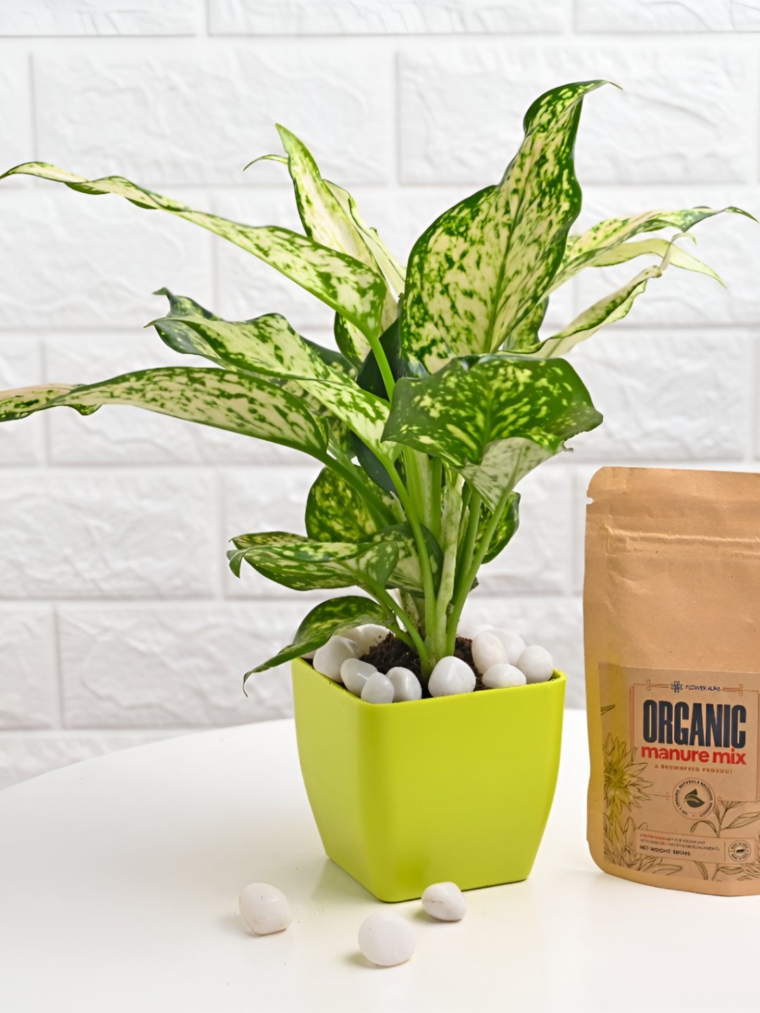 

Floweraura Green & White Aglaonema Indoor Plant In Pot With Manure Packets