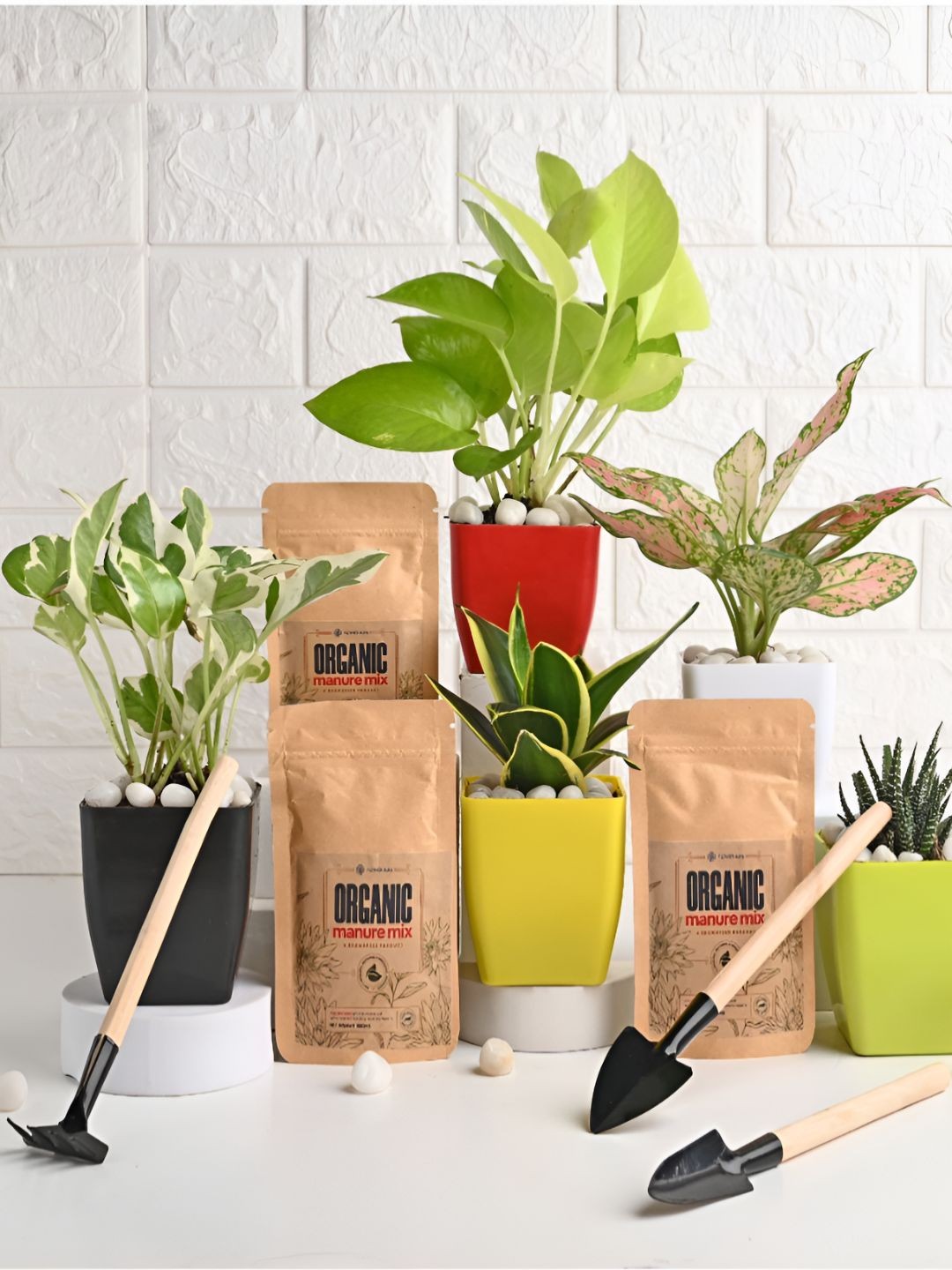 

Floweraura White Pothos, Sansevieria, Haworthia, Golden Money Plant & Pink Aglaonema Plant