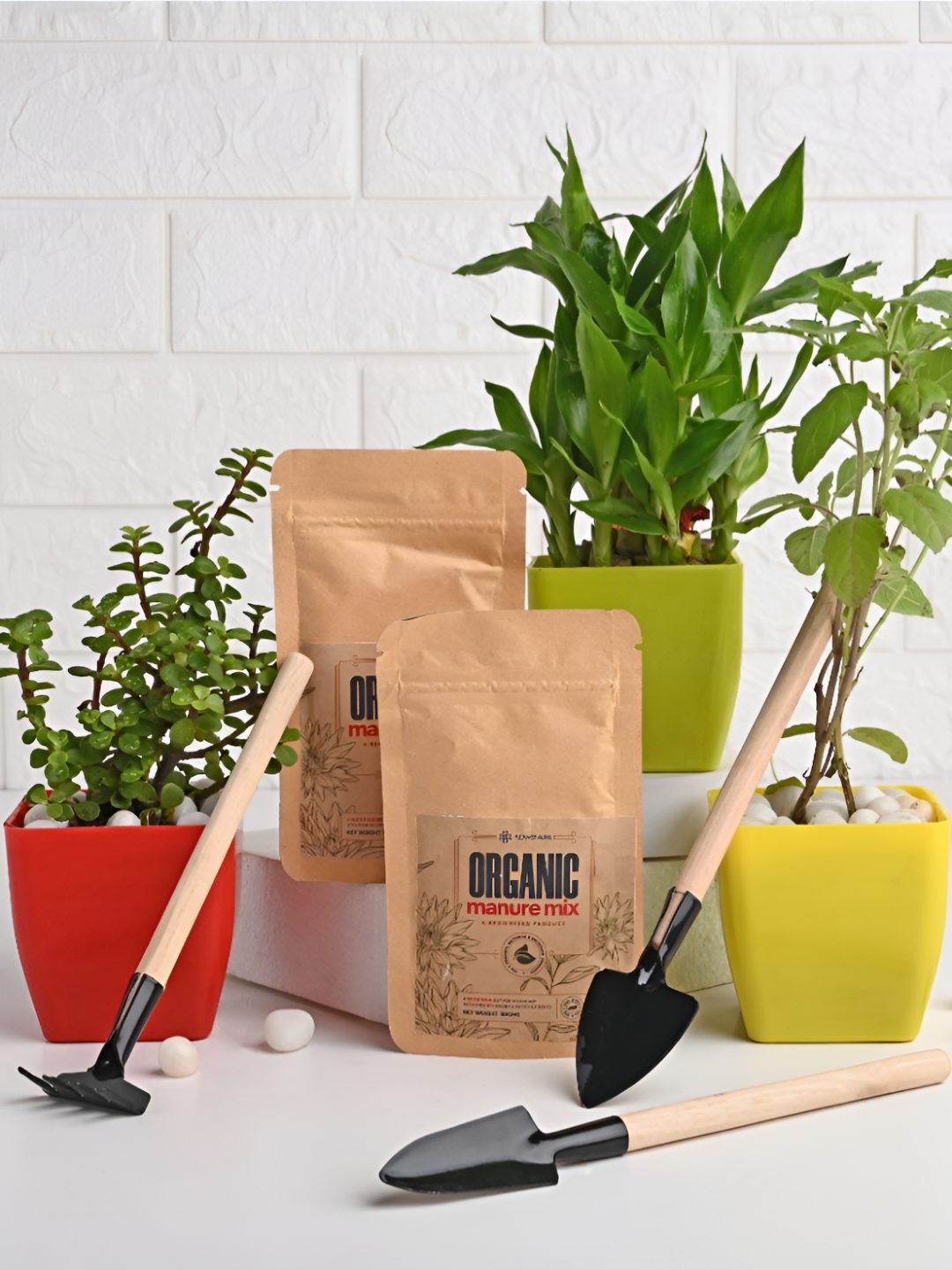 

Floweraura 3-Pcs Green & Red Indoor Plants In Pot With Tool Kit & Manure Packets