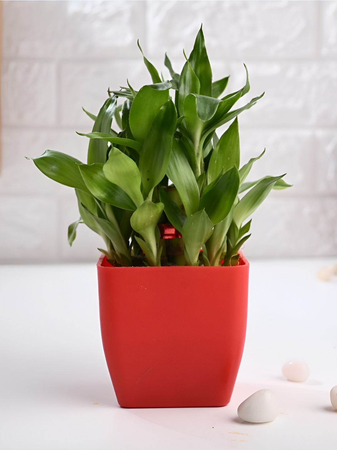 

Floweraura Red Indoor 2 Layer Lucky Bamboo Plant In Pot, Green