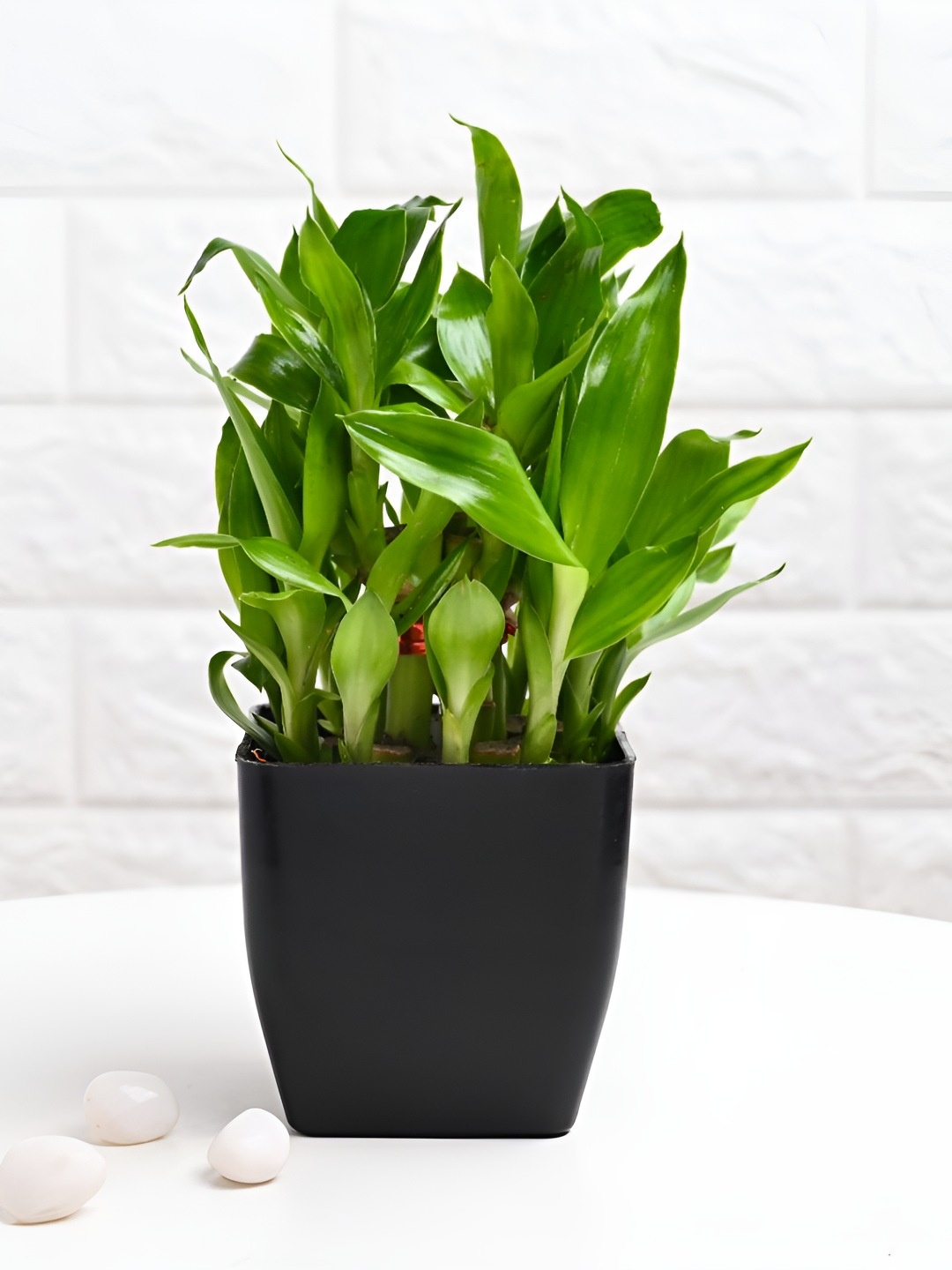 

Floweraura Green & Black Indoor Plants In Pot
