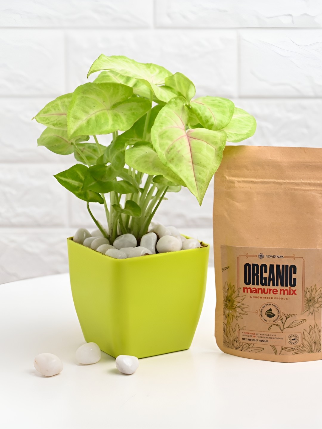 

Floweraura Green Syngonium Plant In Pot