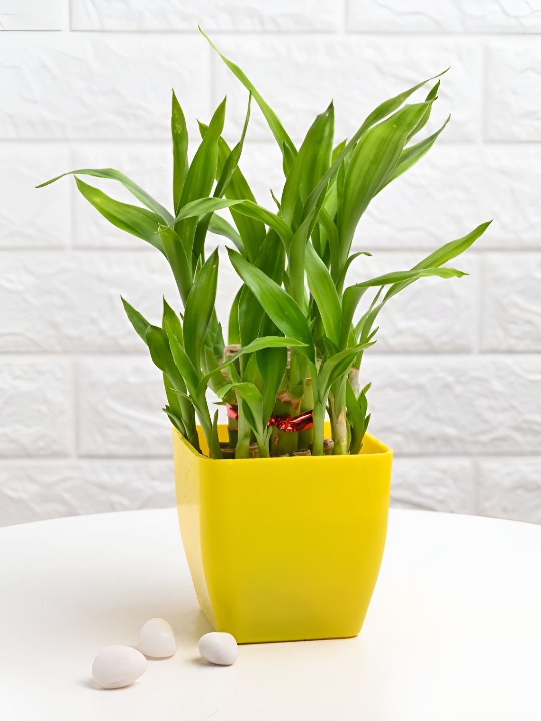 

Floweraura 2 Layer Lucky Bamboo Plant In Yellow Plastic Blossom Pot, Green
