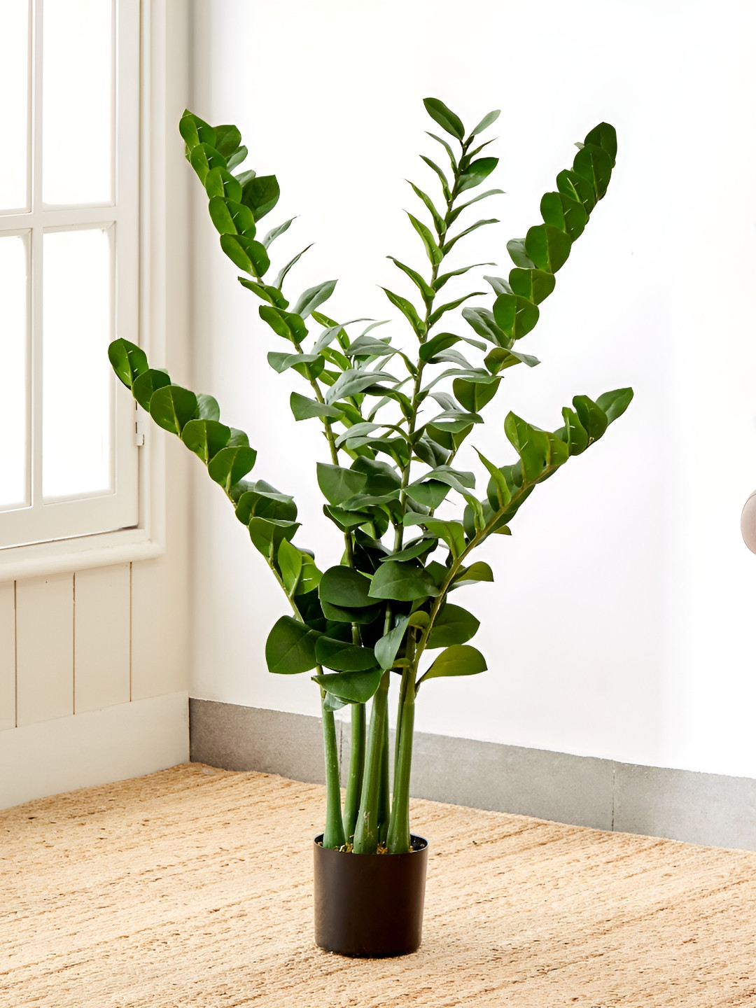 

Home Centre Gardenia Green Zamioculcas Tree in Polypropylene Pot