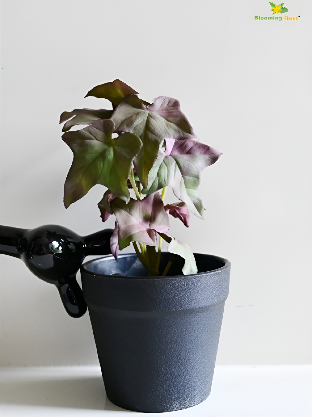 

Blooming Floret Green & Black Ivy Faux Artificial Plant With Pot