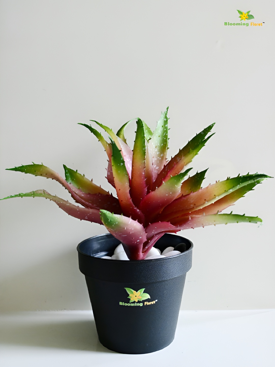 

Blooming Floret Green & Black Aloe Vera Artificial Plant With Pot