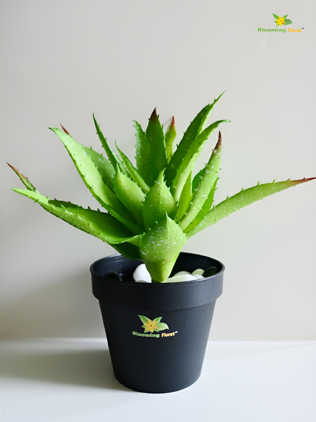 

Blooming Floret Green & Black Aloe Vera Artificial Plant With Pot