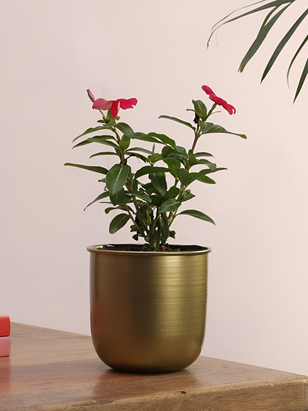 

pristine interiors Lynlee Green Glossy Planters