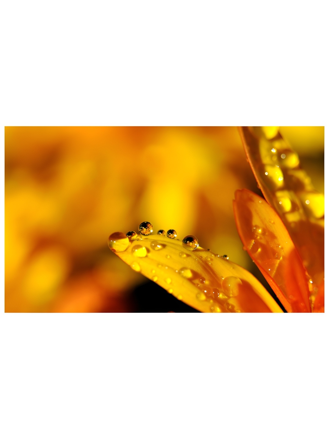 

Inephos Orange Floral and Botanical Canvas Wall Art
