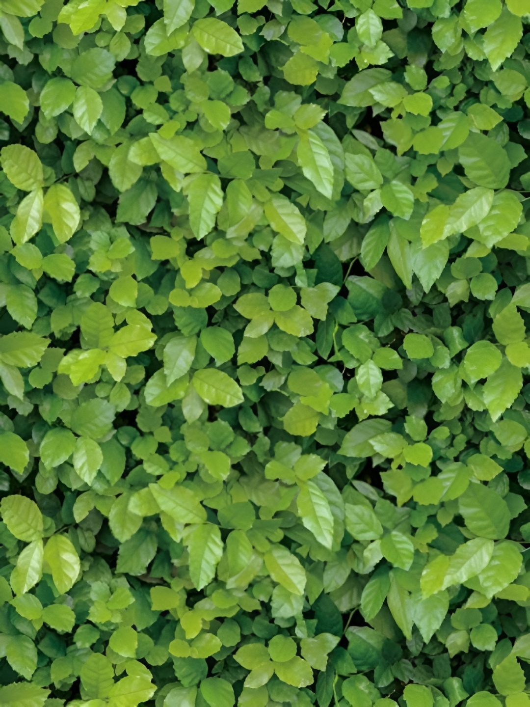 

ANNA CREATIONS Green Printed Self-Adhesive Waterproof Wallpaper