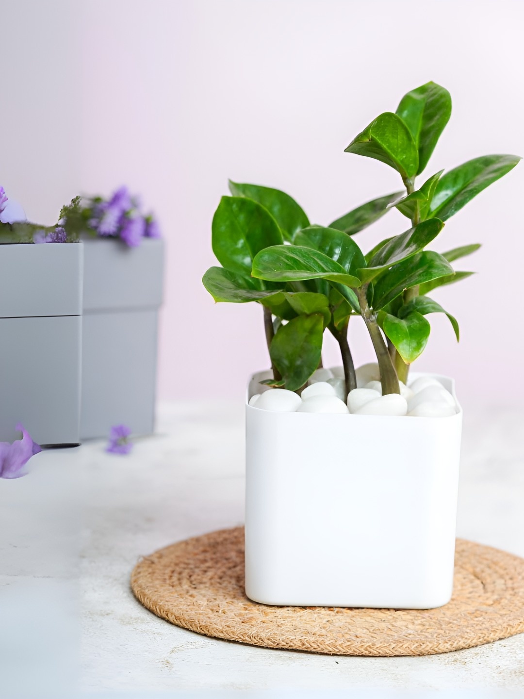 

Floral Boutique Green & White Indoor Zamia ZZ Live Plant With Pot