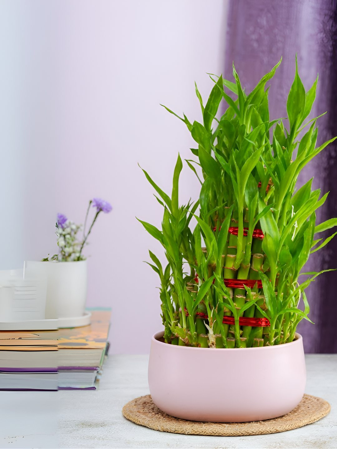 

Floral Boutique Green & Pink Indoor Bamboo Live Plant With Pot