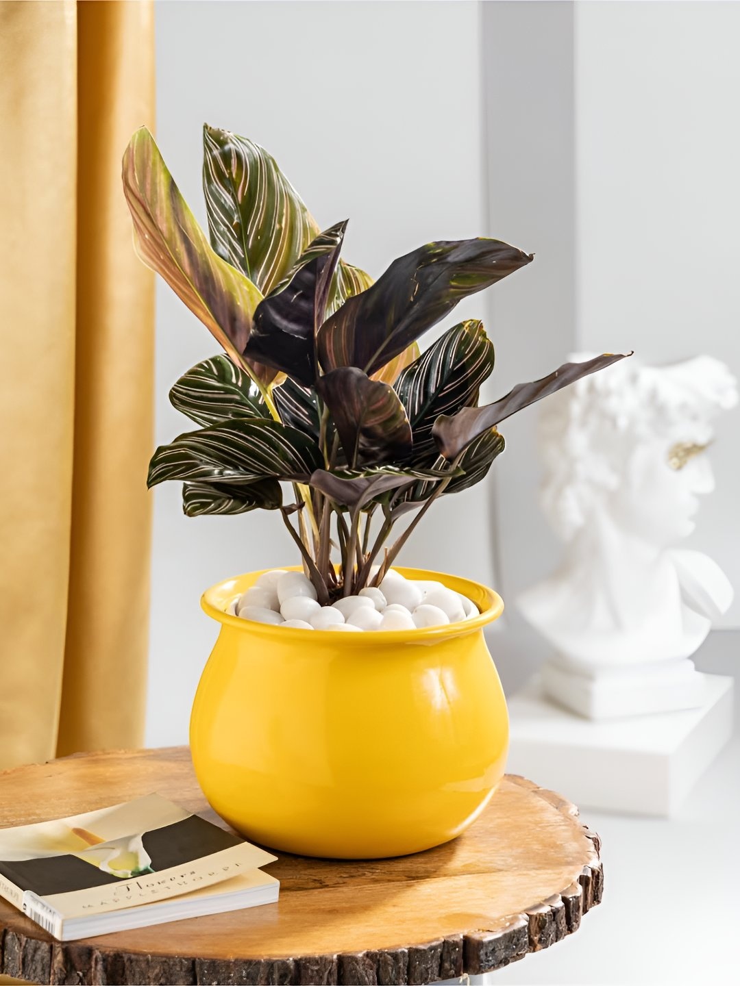 

Floral Boutique Green & Yellow Indoor Calathea Ortnata Plant With Pot