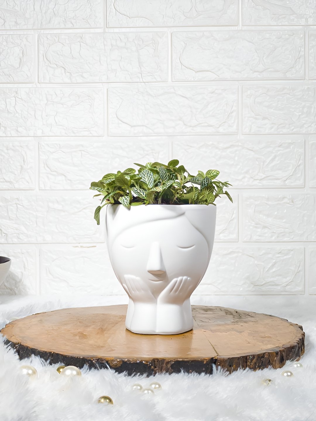 

Floral Boutique Green & White Indoor Fittonia Nerve Live Plant With Pot