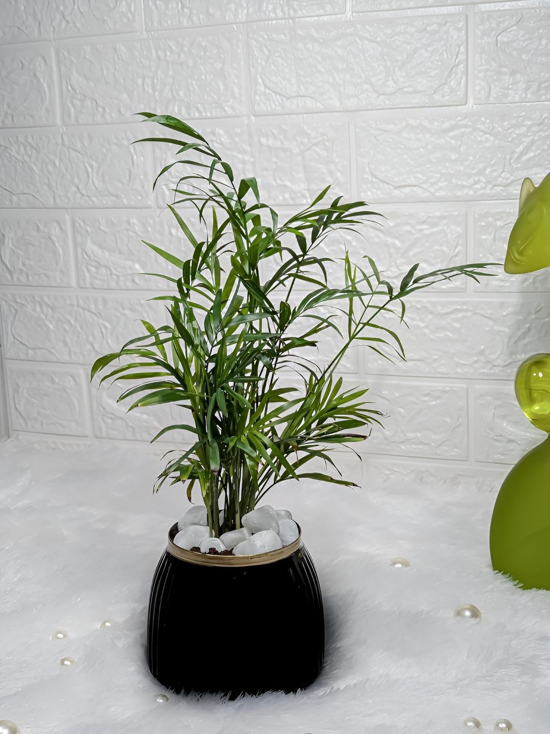 

Floral Boutique Green & Black Indoor Bamboo Palm Live Plant With Pot