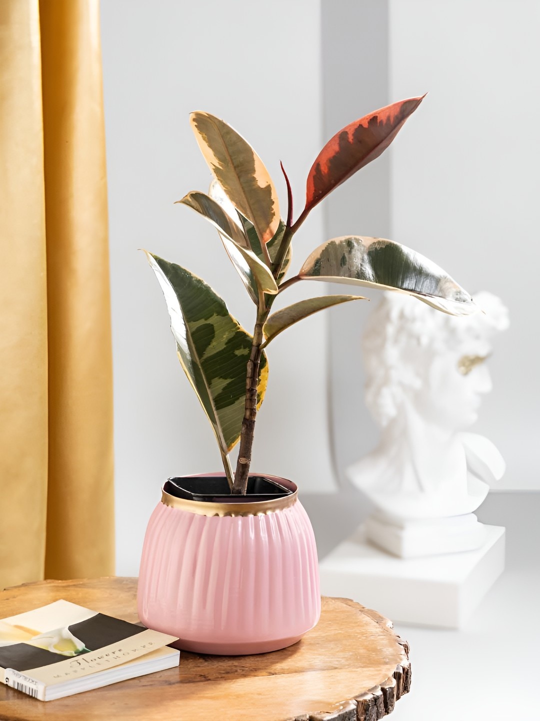 

Floral Boutique Green And Pink Indoor Rubber Live Plant With Pot