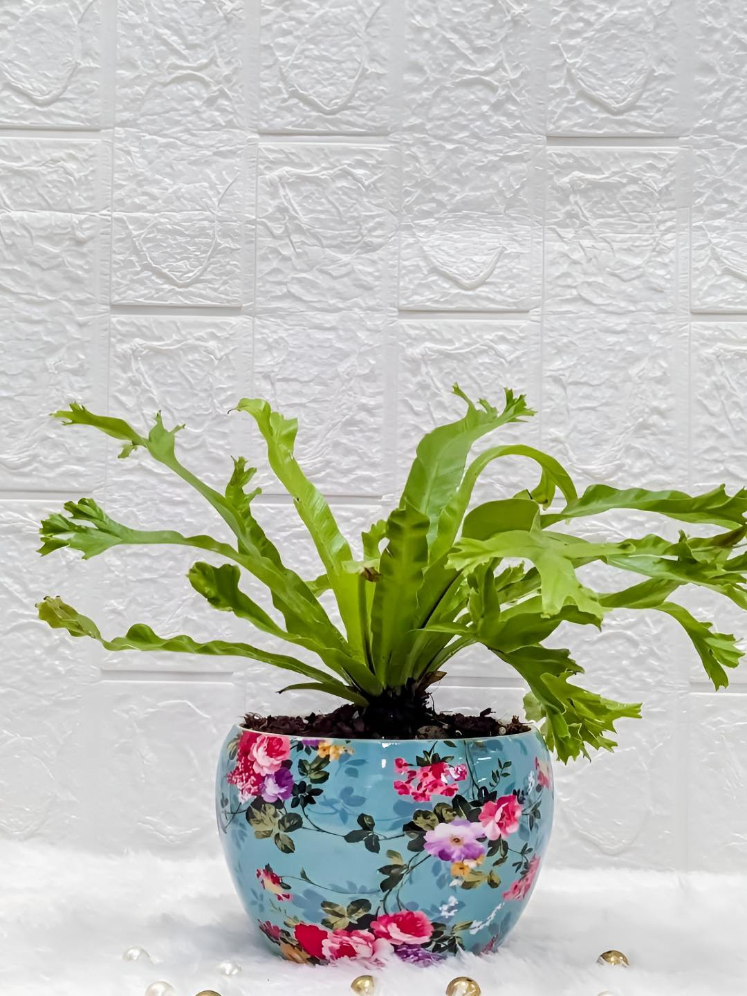 

Floral Boutique Green & Blue Indoor Asplenium Nidus Live Plant With Metal Pot