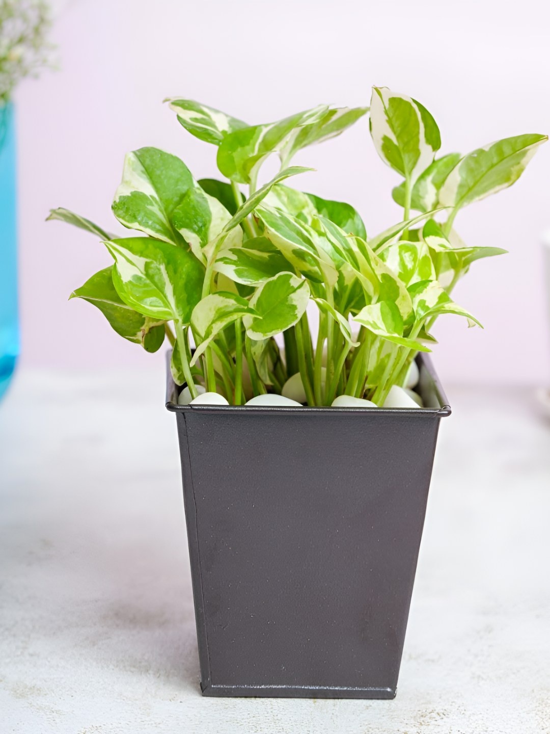 

Floral Boutique Green & Black Indoor Scindapsus Live Plant With Metal Pot