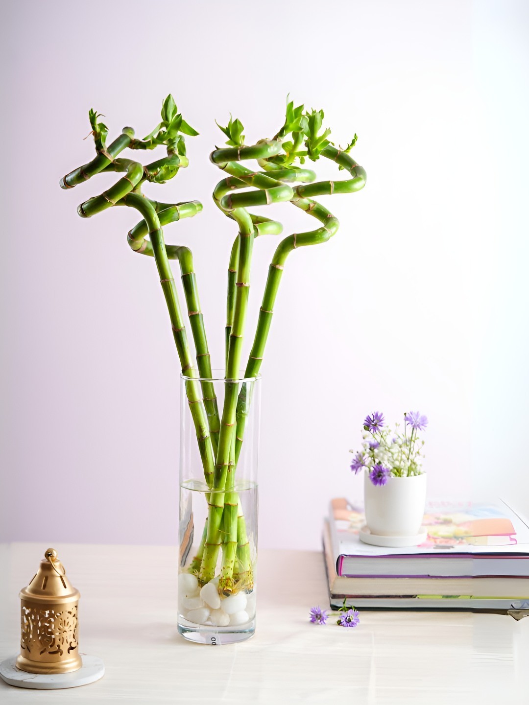 

Floral Boutique Green Indoor Spiral Bamboo Sticks Live Plant With Pot