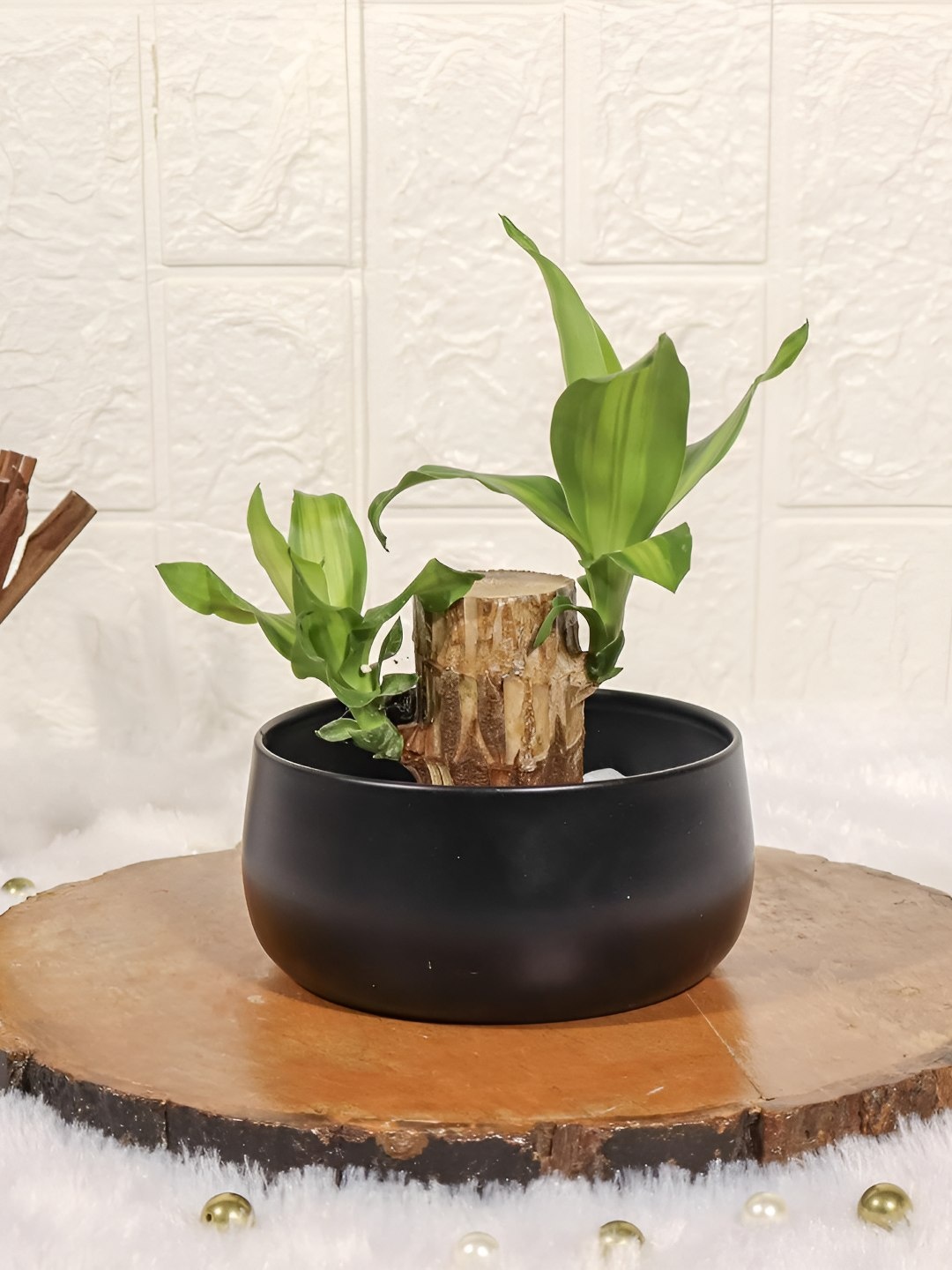 

Floral Boutique Green & Black Indoor Brazilian Wood Bamboo Live Plant With Pot
