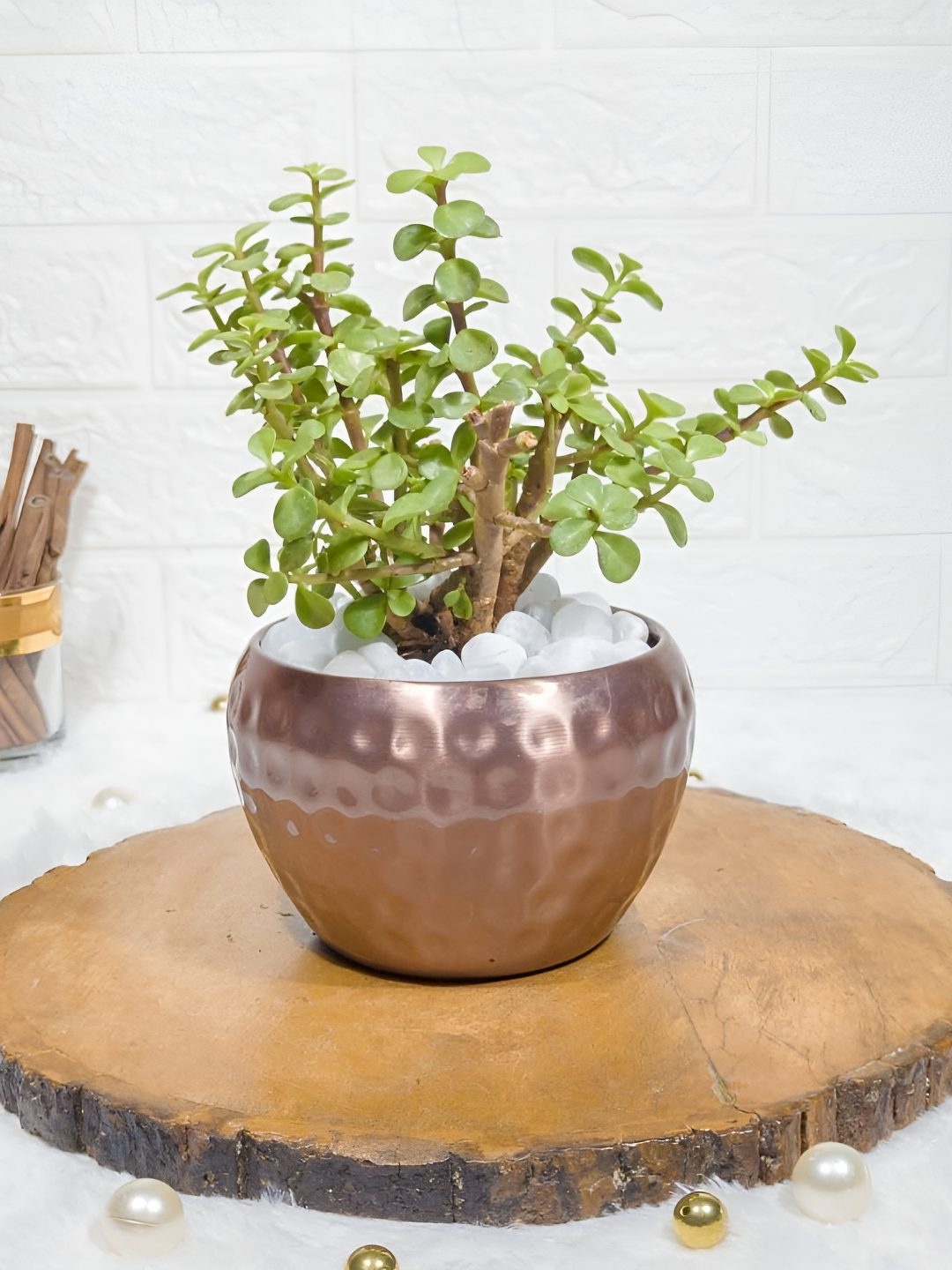 

Floral Boutique Green & Copper Toned Indoor Jade Live Plant With Pot