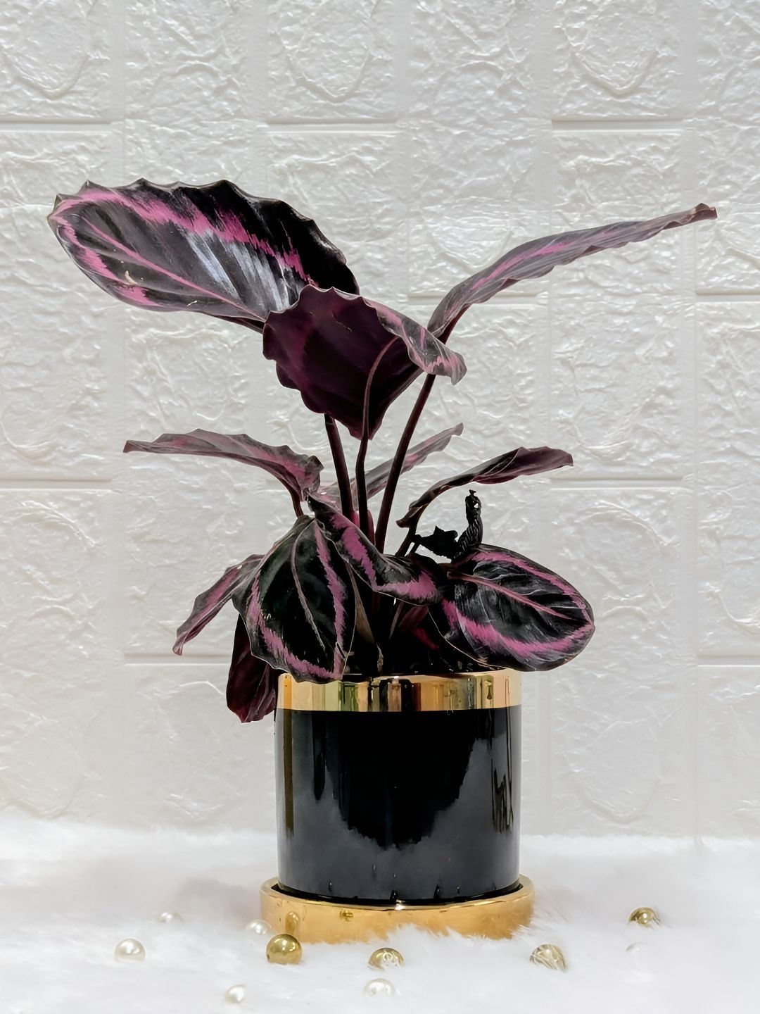 

Floral Boutique Purple And Black Indoor Calathea Dottie Live Plant With Pot
