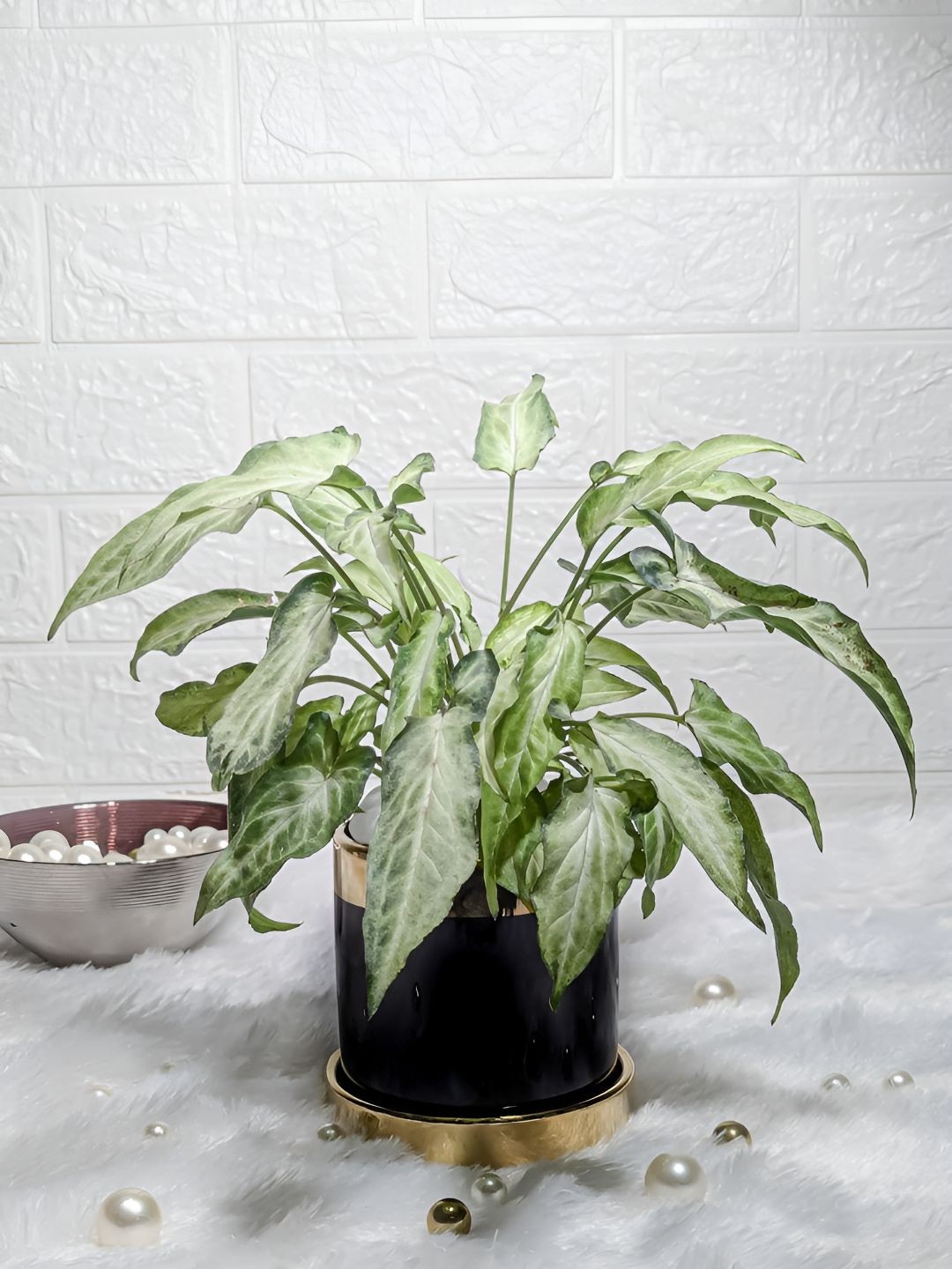 

Floral Boutique Green Indoor Succulent Live Plant With Ceramic Pot