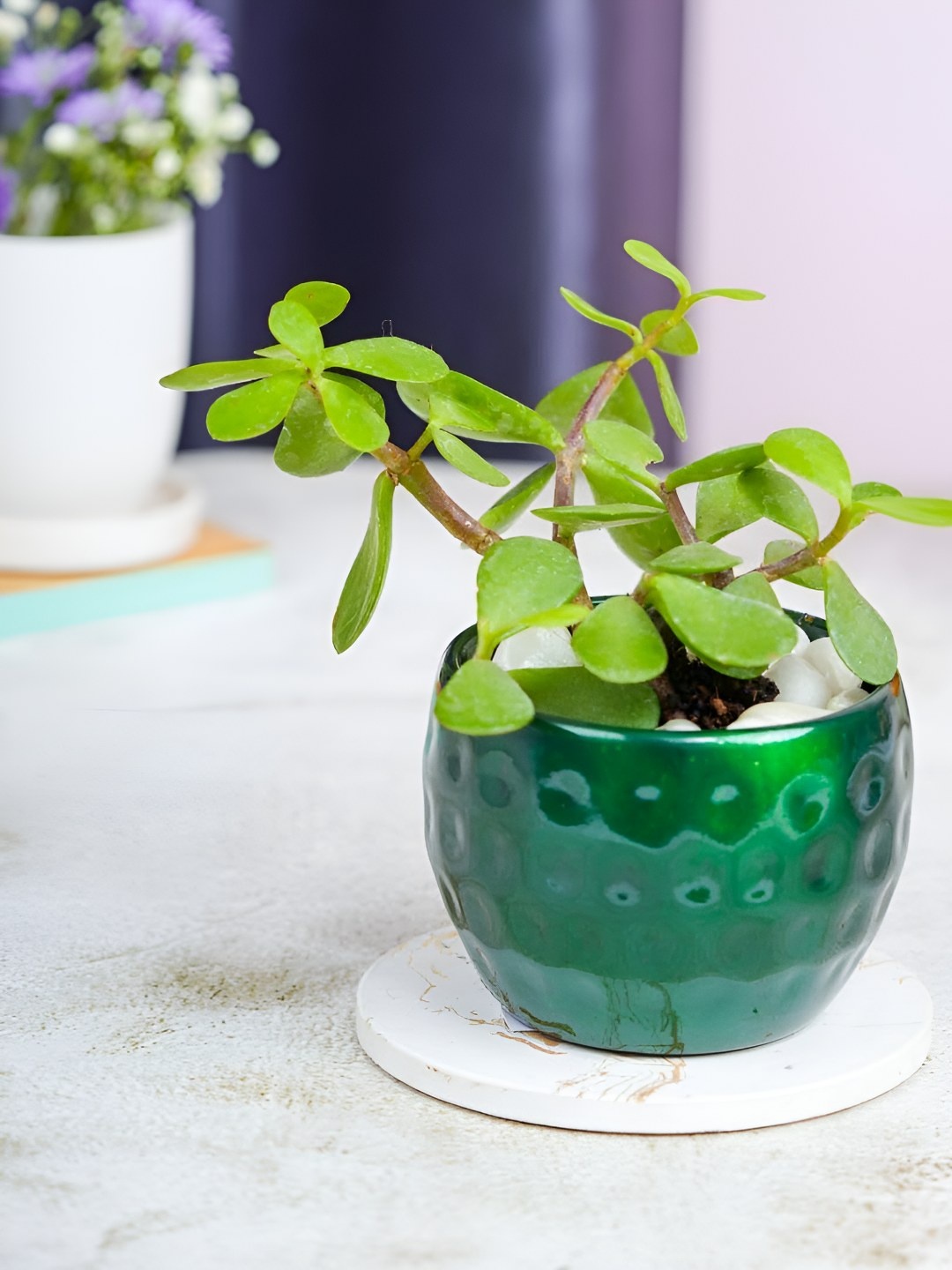 

Floral Boutique Green Indoor jade Succulent Live Plant With Pot