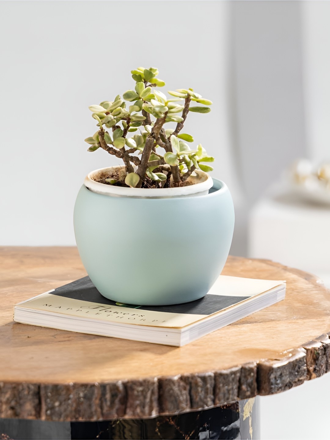 

Floral Boutique Green & Blue Bonsai Indoor Jade Live Plant With Pot