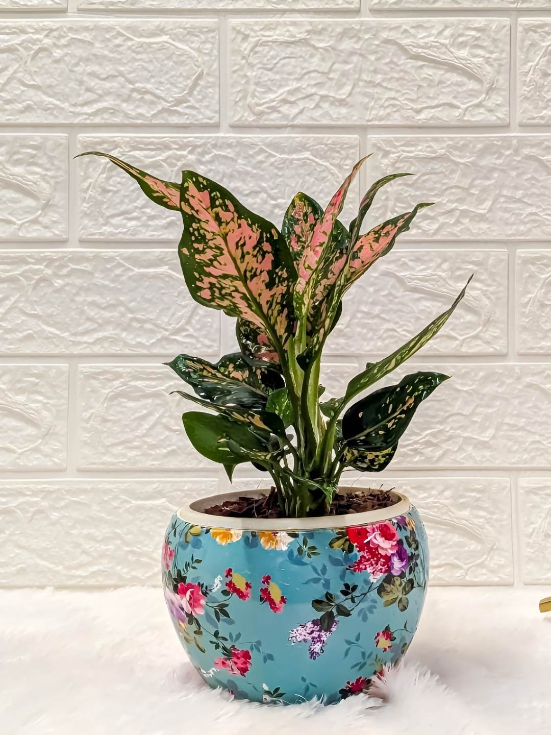 

Floral Boutique Green & Blue Indoor Aglaonema Rui Plant With Metal Pot