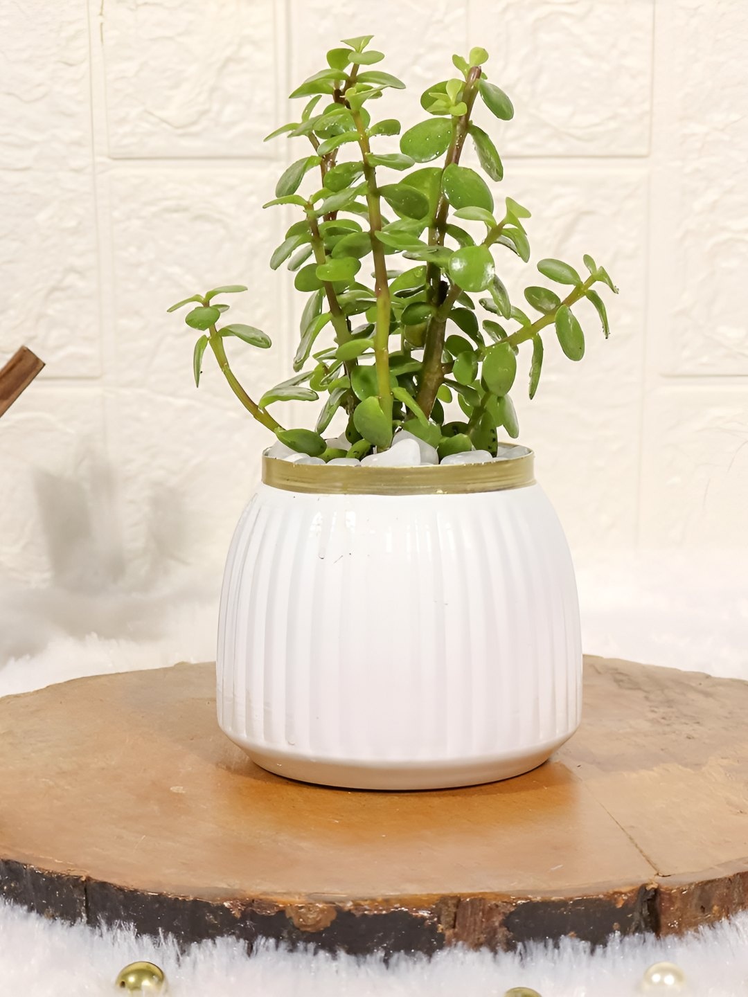 

Floral Boutique Green & White Indoor Jade Plant With Metal Pot