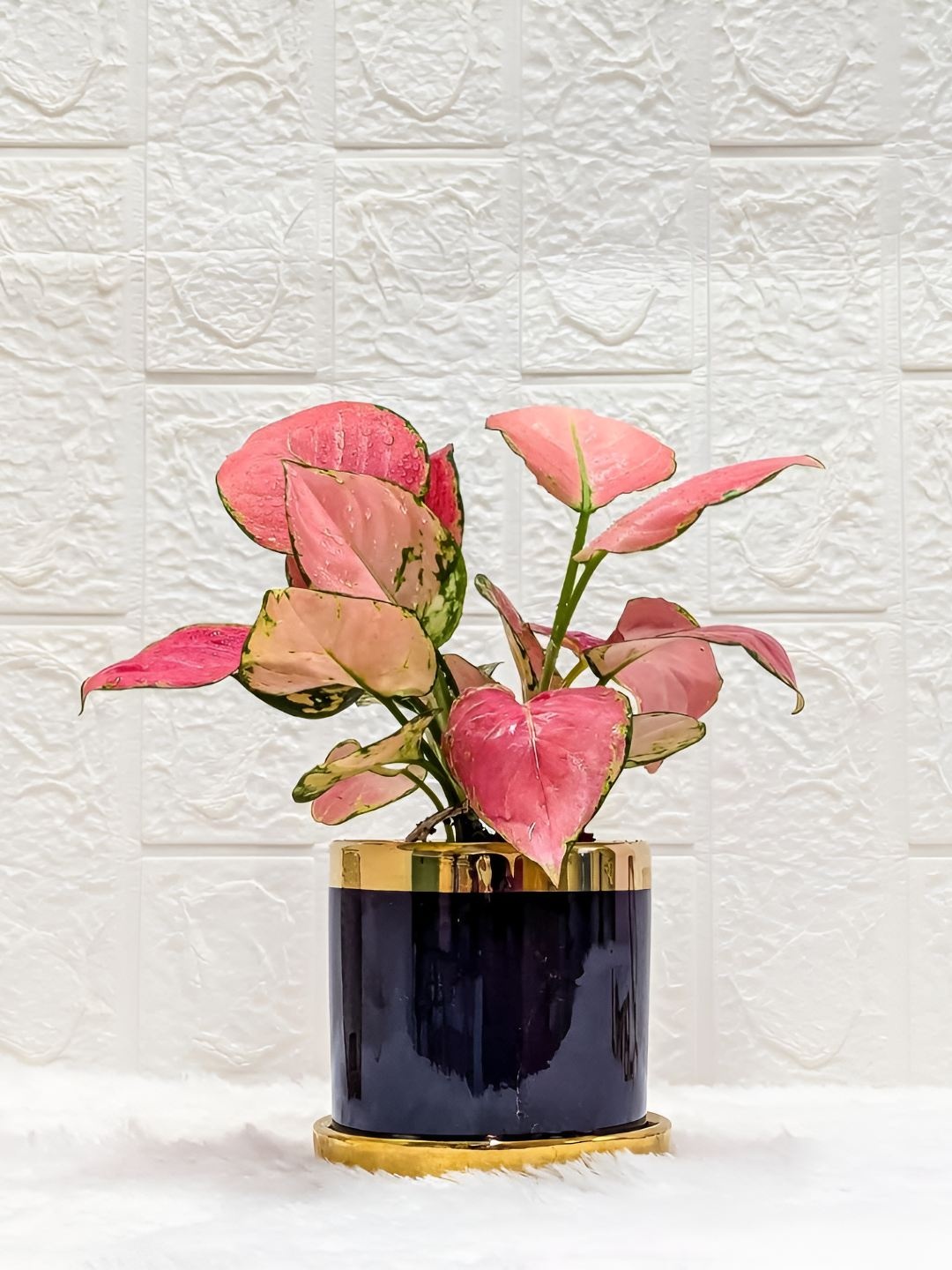

Floral Boutique Pink Indoor Aglaonema Diamond Live Plant With Pot