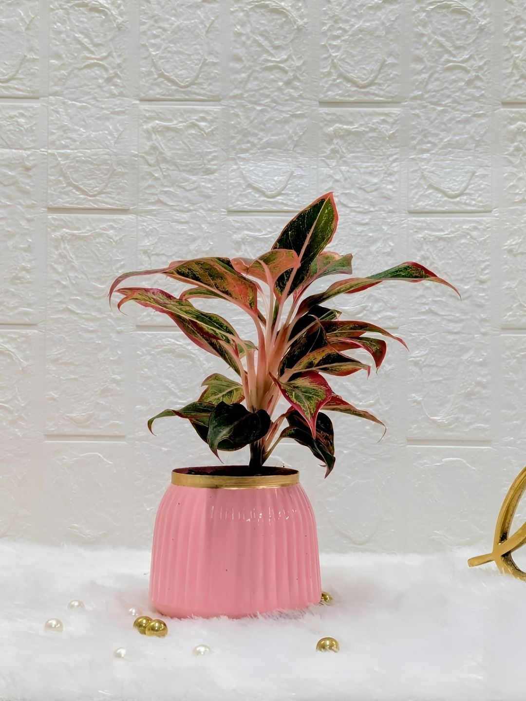 

Floral Boutique Green And Pink Indoor Aglaonema Live Plant With Pot