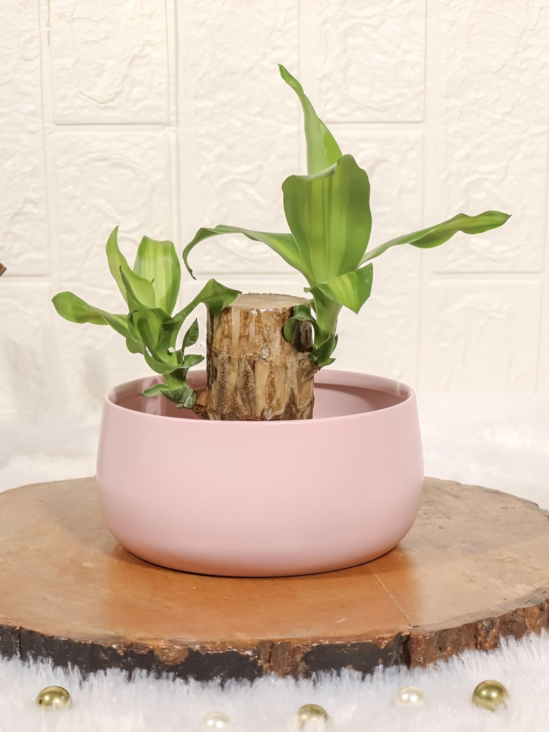 

Floral Boutique Green Indoor Brazilian Wood Bamboo Live Plant With Pot